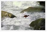 Torrent Duck * 5298 x 3469 * (12.67MB)
